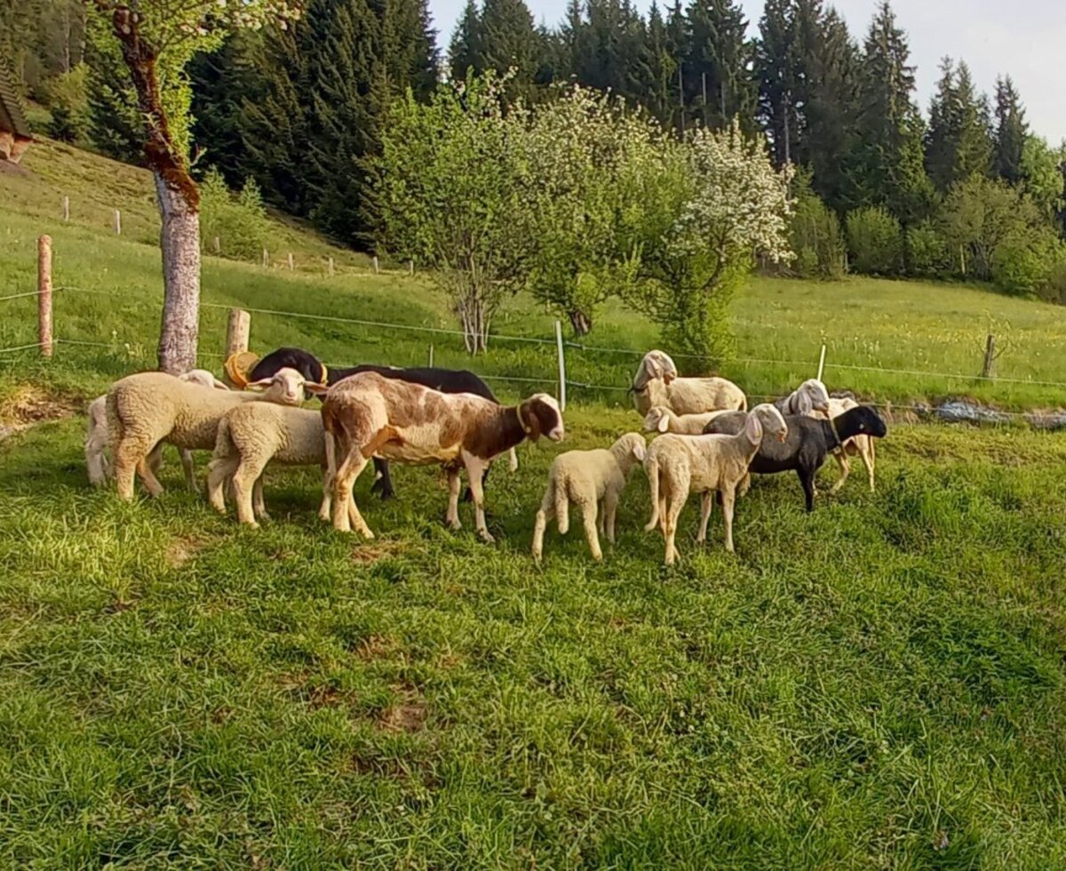 An idyllic pasture at the Alm with a herd of sheep grazing on the lush green hillside.