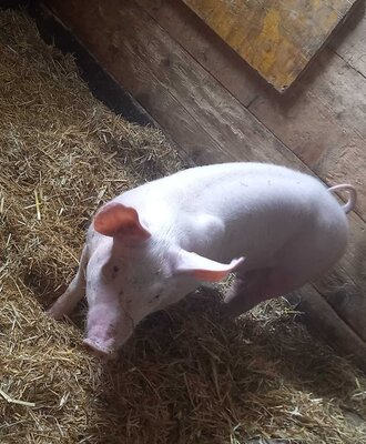 A curious pig in the Alm's cozy, straw-filled stable.