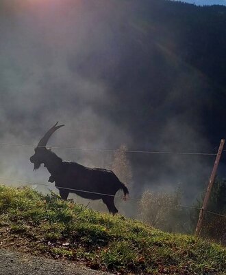 An idyllic scene near the Alm featuring a goat on a sunny hillside with misty mountain views.