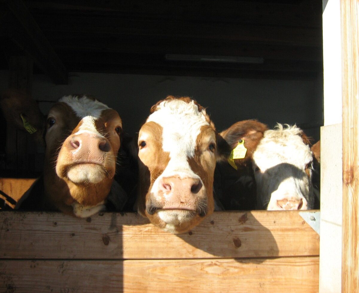 Three cows peering over a wooden barrier in the barn at the farm house.