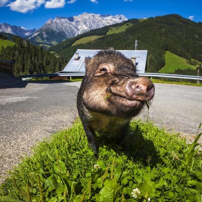 A pig, one of the animals at the Farm House, with mountains and surrounding landscape in the background.