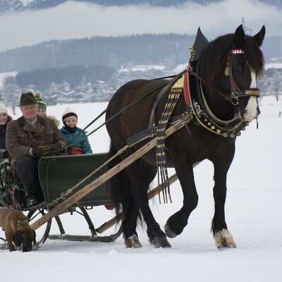 horse sledge