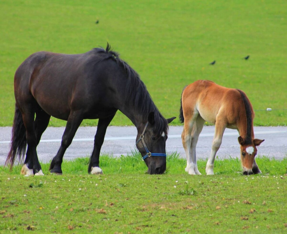 A dark horse and a foal grazing in the fields of the Farm House.