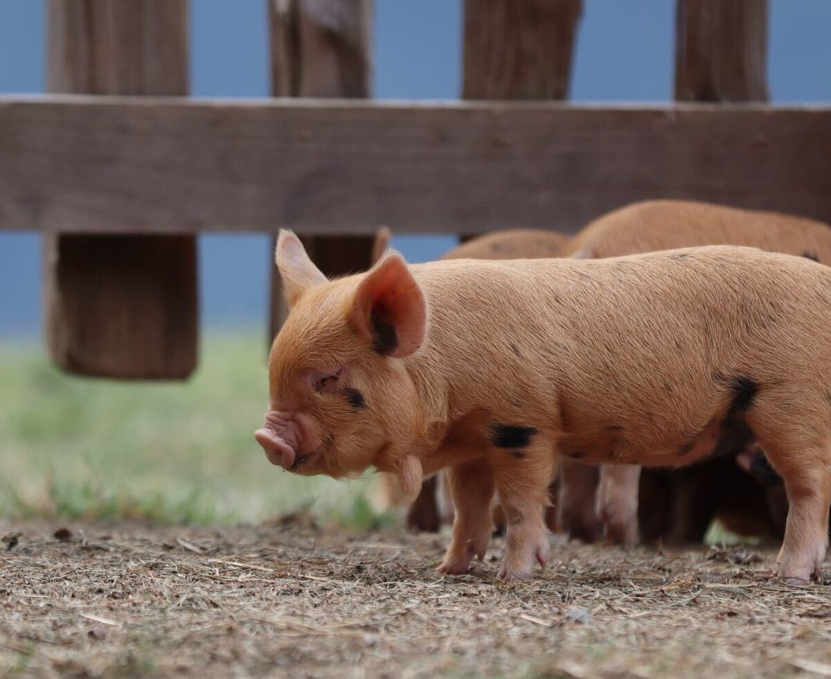 Cute piglets in the outdoor enclosure of the inviting farmhouse.