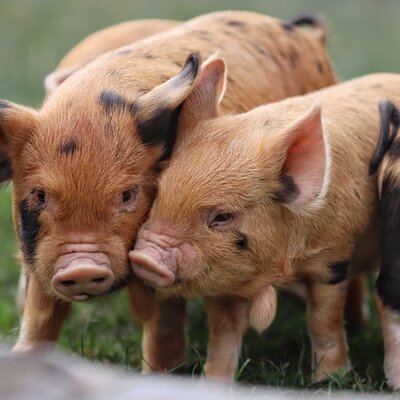 Charming little piglets on the farmhouse's green pastures.