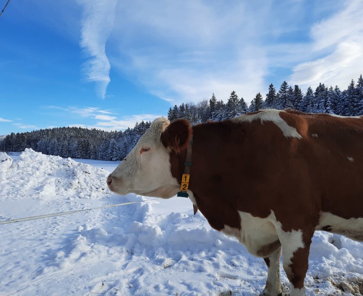 In winter, our cows sunbathe in the paddock ;)