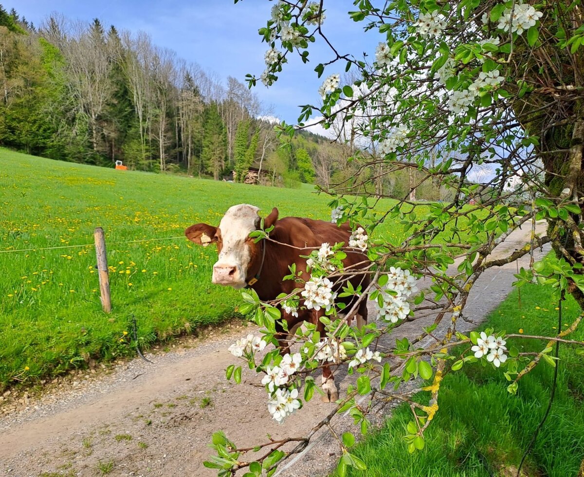 Our cows spend from March to November either the day or the night in the pasture