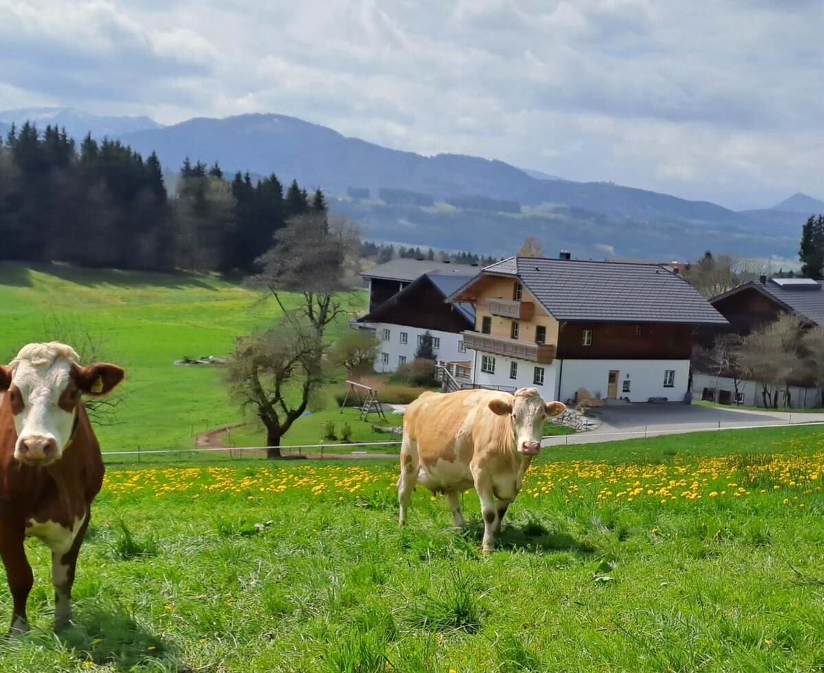The Ferienwohnung in a rural setting, featuring green meadows with cows and mountain views.