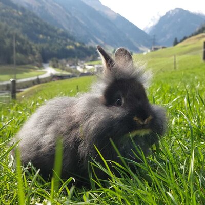 A fluffy rabbit in the farmhouse meadow, with mountains in the background.