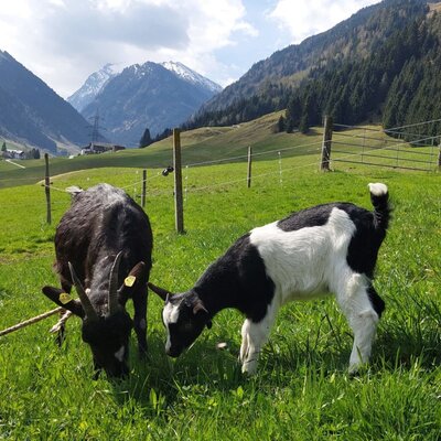 Two goats, an adult and a kid, grazing in the farmhouse pasture with a mountain backdrop.