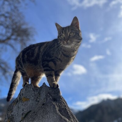 A tabby cat, part of the farm animals at the Farm House, perches on a rock.