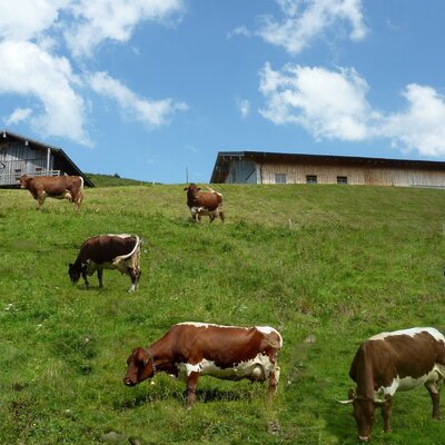 The high alpine pasture at Peilberg