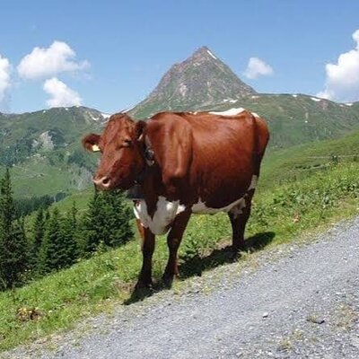Cows on a mountain pasture with a mountain peak in the background, a feature of the farmhouse.