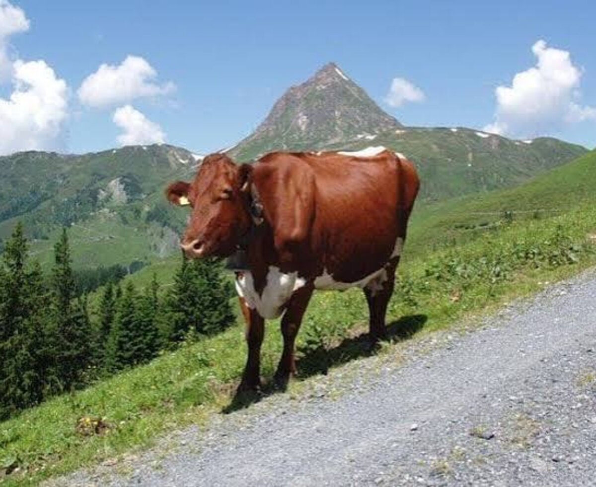 Cows on a mountain pasture with a mountain peak in the background, a feature of the farmhouse.