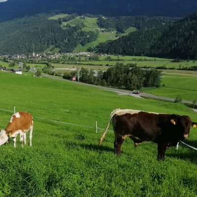 Cows grazing by the farmhouse