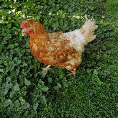 Our hen Henriette