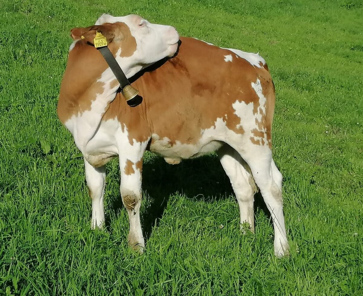 A brown and white spotted cow with a bell in the farmhouse meadow.