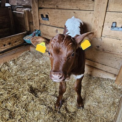 animal picture 1