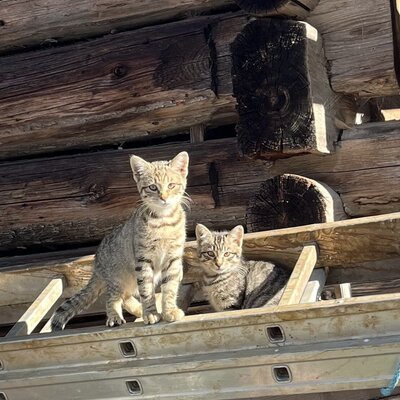 Two tabby kittens on a ladder at the farmhouse.