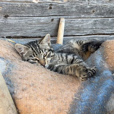 cat