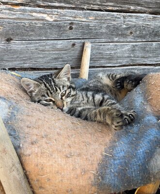 cat