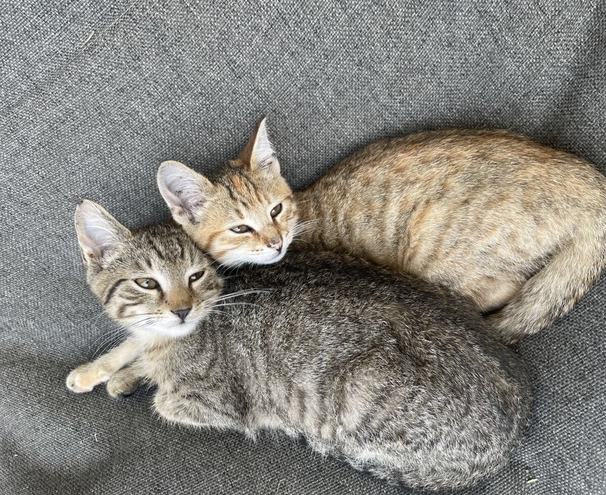Two kittens resting on a gray fabric at the Farm House.