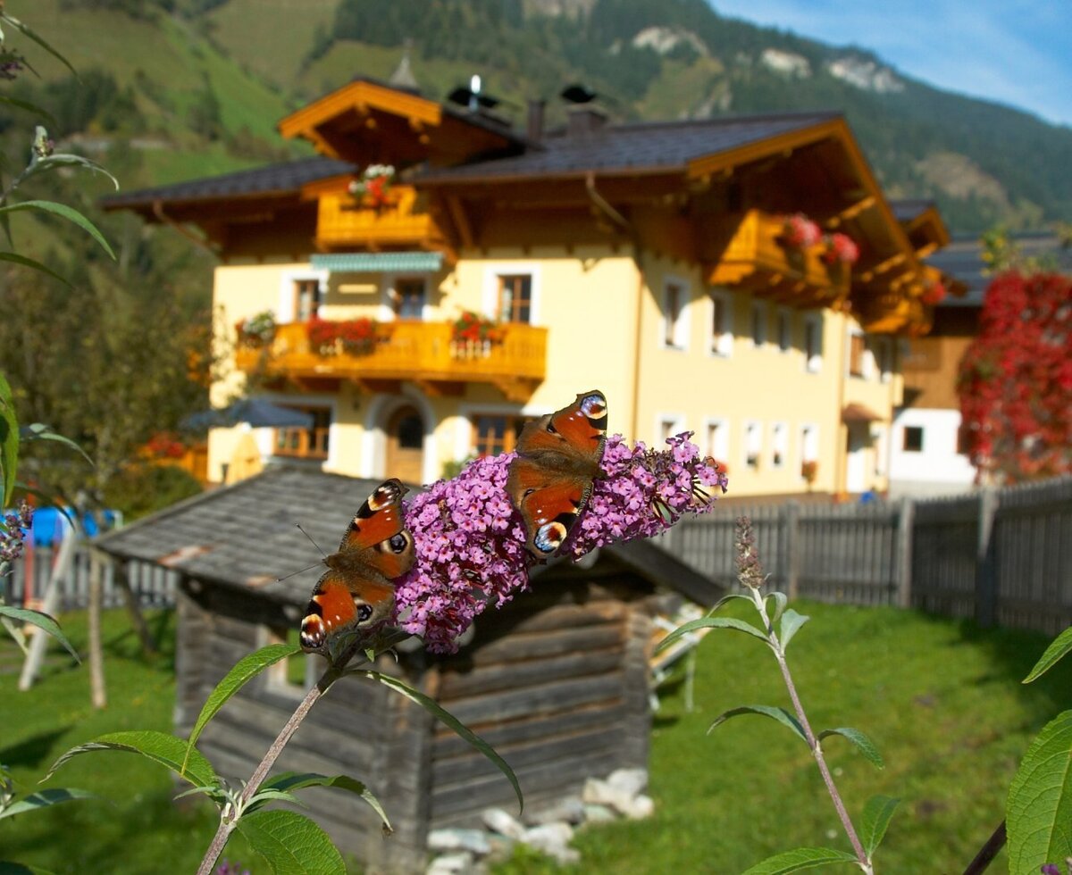 Butterfly on butterfly bush