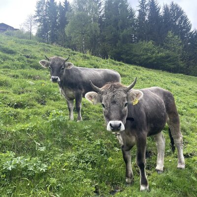 Two cows stand on the green hillside, characteristic of the farm environment at the Farm House.