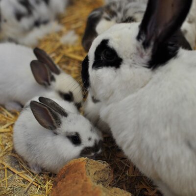 Rabbits and their young on straw, part of the farm animals available at the Farm House.