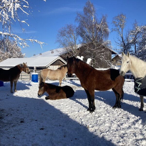 Horses in the snowy outdoor paddock of the farmhouse.