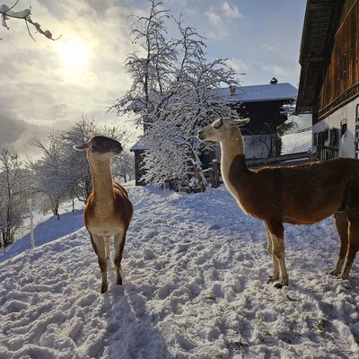 Winter wonderland on the Pfleger Ranch with the two llama boys Bolero and Karl.