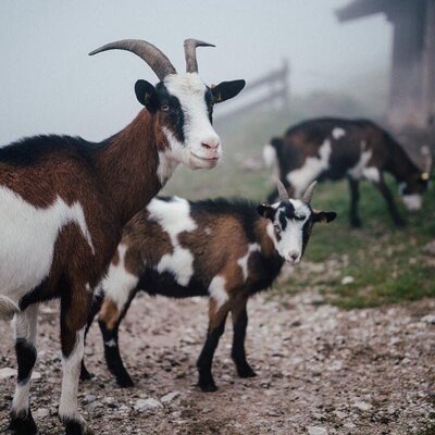 Brown and white goats, including an adult and a young one, are part of the animal residents at the Farm House.