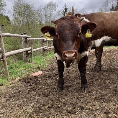 A brown and white cow with horns and ear tags, one of the farm animals at the farmhouse.
