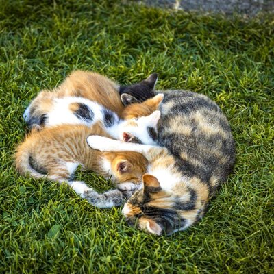 A mother cat and her kittens snuggled together on the grass at the Farm House.