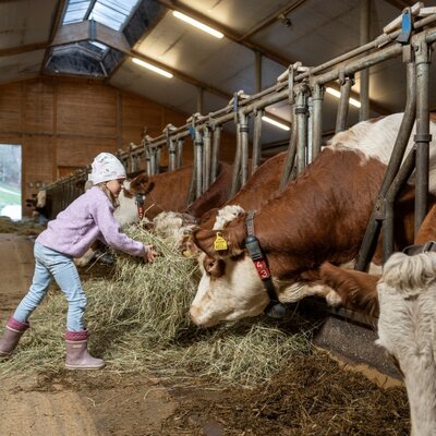 A guest feeding hay to cows in the barn at the Farm House.