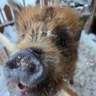 A curious, shaggy pig in the farmhouse's winter enclosure.