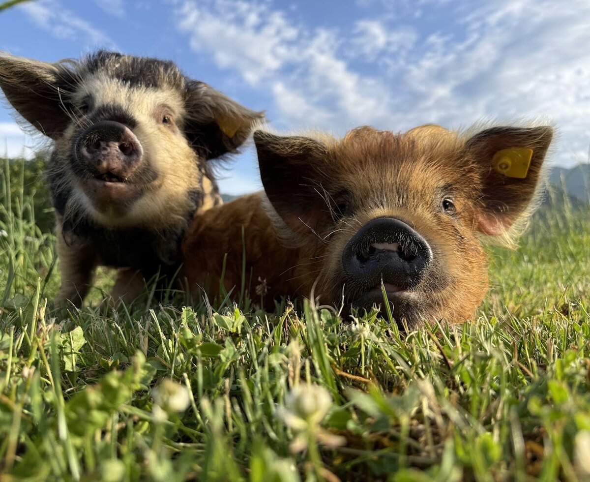 Two curious little pigs in the lush green pasture of the farmhouse.