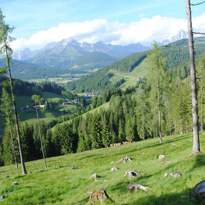 Take a vacation where our cows also vacation!