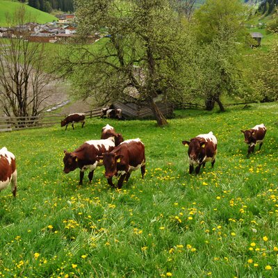 Cows graze in a green pasture with yellow flowers at the Farm House, with the surrounding village visible.