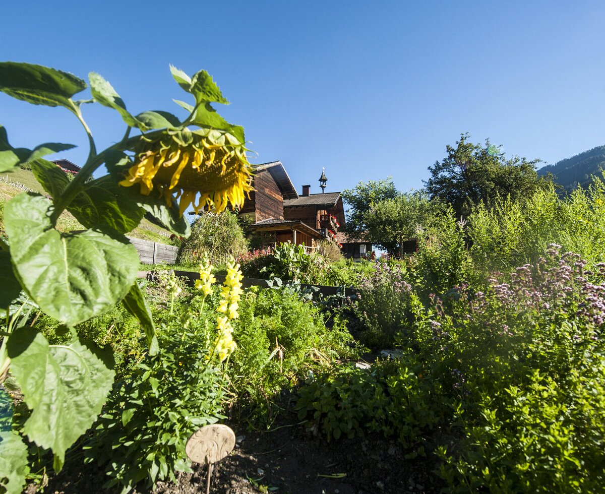 The Farm House, viewed from the garden with a large sunflower, yellow flowers, and herbs in the foreground, with mountains in the background.