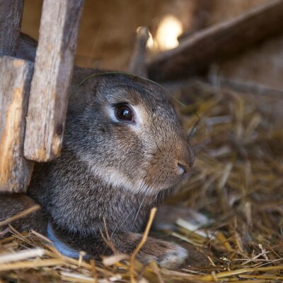 A rabbit resting in hay, showcasing farm animals guests can encounter at the Farm House.