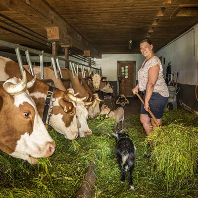 Cows and a goat eating fresh grass in the farm house barn, the source of organic milk and other farm products.