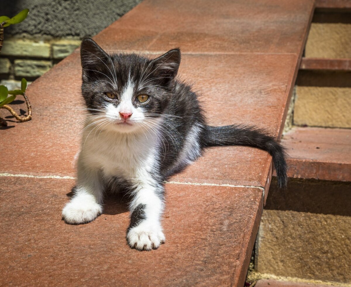 A black and white kitten resting on an outdoor step at the farm house.