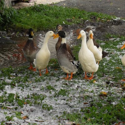 Our ducks