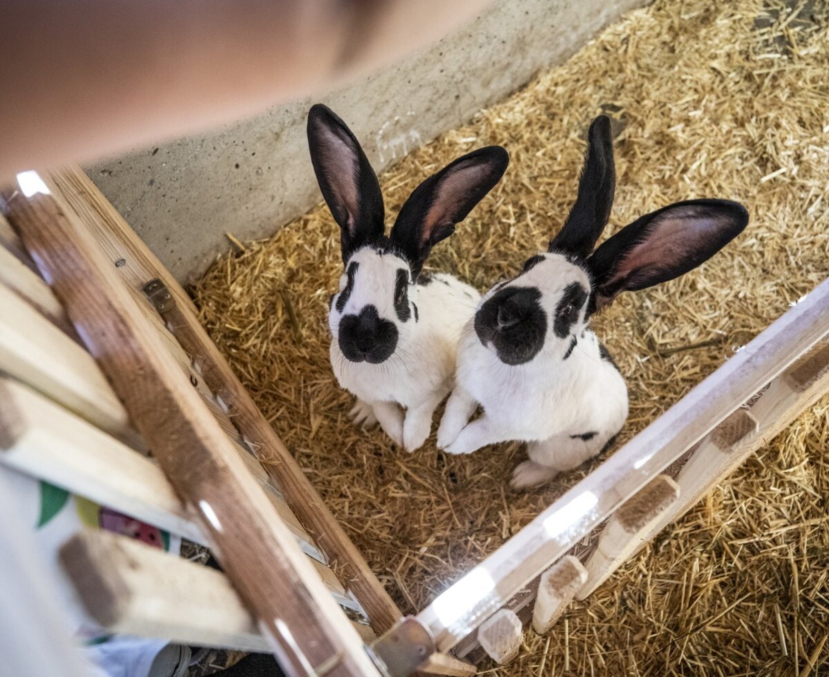 Two black and white rabbits in a straw enclosure at the farm house.