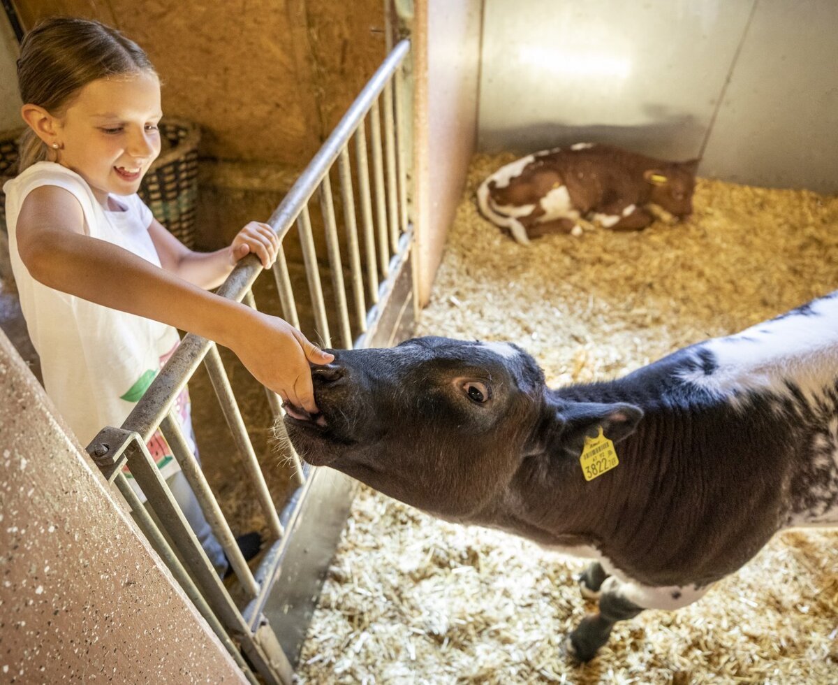 A young girl interacting with a calf in the barn at the farm house, with another calf resting in the background.