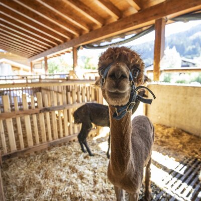 An alpaca and other farm animals in a stable at the farm house.