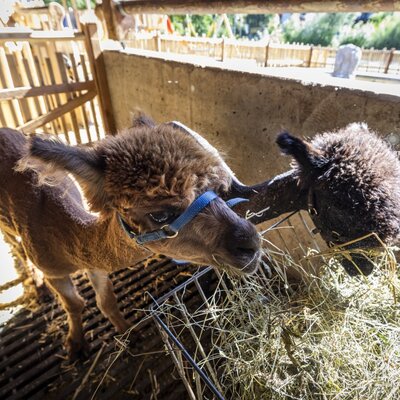 Two young alpacas eating hay in an animal enclosure at the farm house.