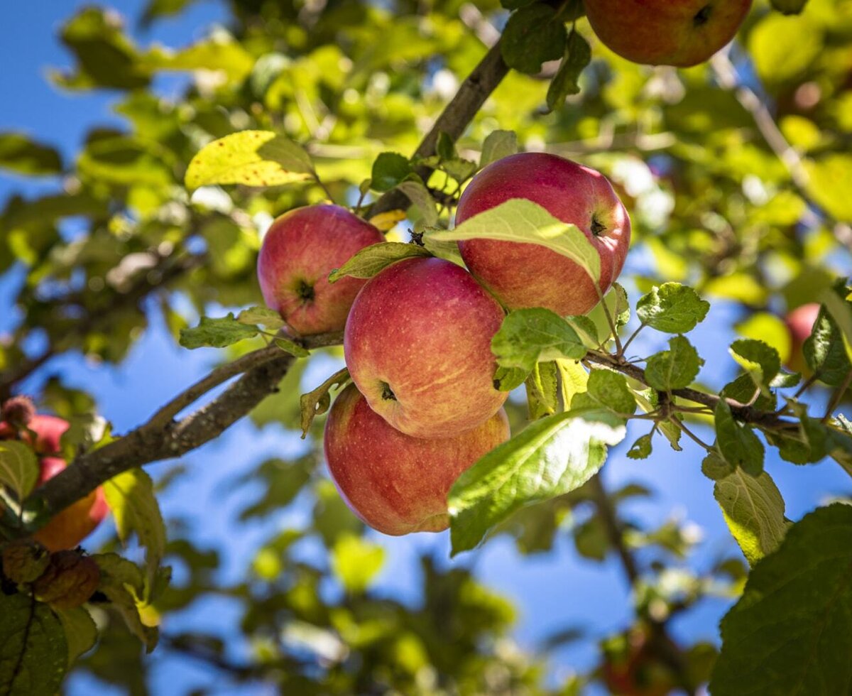 An apple tree with ripe red apples at the farmhouse.