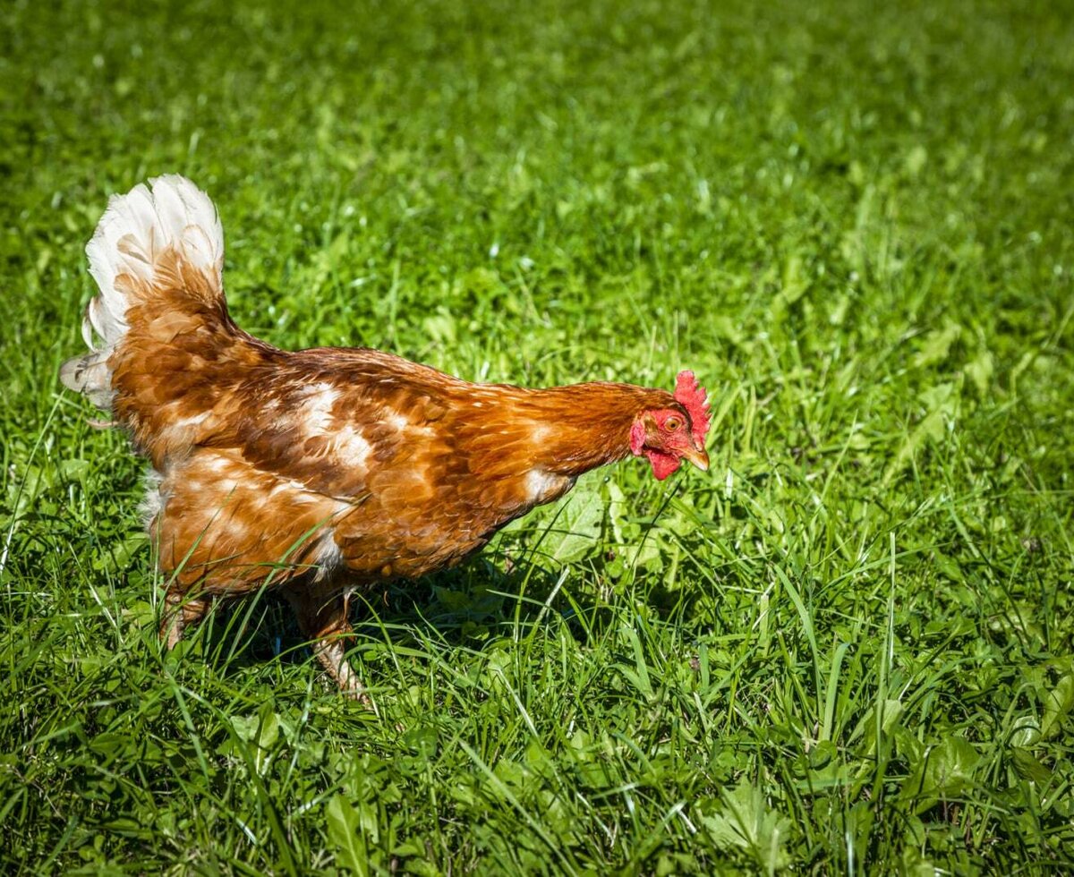 A brown chicken with white tail feathers forages in the green grass at the farmhouse.